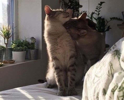 These Adorable Cat Couples Will Definitely Get You Into The Valentines