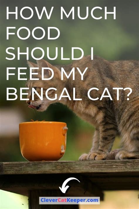 Veterinarians usually routinely weigh cats during visits, it is a good idea to make a note of your cat's weight when he is fit and well so that you can use this number to determine any weight gain or weight loss in the future. How much food should I feed my Bengal cat?