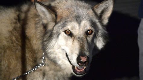 Insrtumental chorus same as before for the next few years dad was sick as a dog but he. The real reason you shouldn't keep wolves as pets