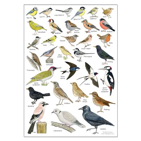 British Garden Birds Identification A3 Card Poster Art Print