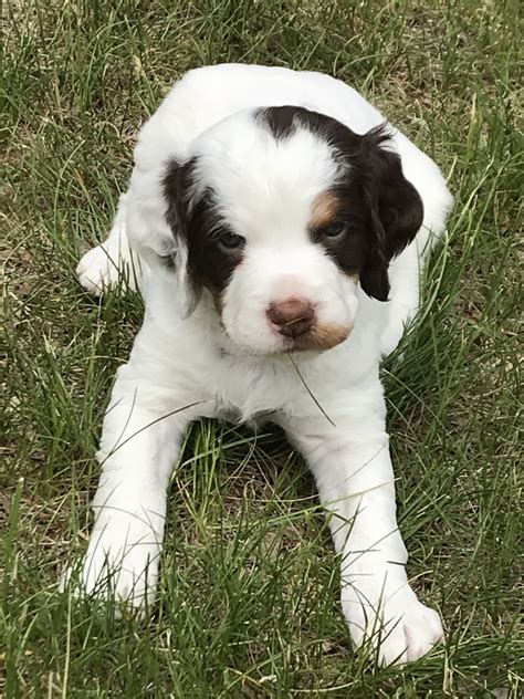 Find brittany puppies and breeders in your area and helpful brittany information. Brittany Puppies For Sale | Lake, MI #277146 | Petzlover
