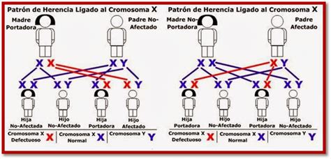 PATRONES DE HERENCIA BIOLOGÍA UMB