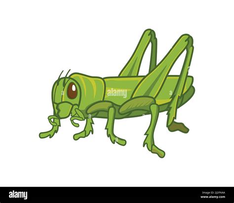 Vector De Ilustraci N De Grasshopper Verde De Pie Detallado Imagen