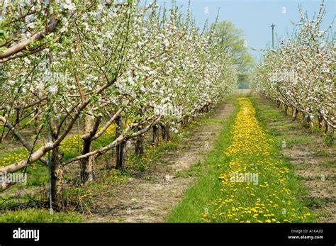 Michigan Apple Orchard With Flower Blossoms In Full Bloom Stock Photo