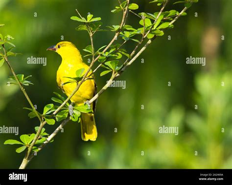 Black Naped Oriole Bird Looking For Food In The Morning Sun The Black