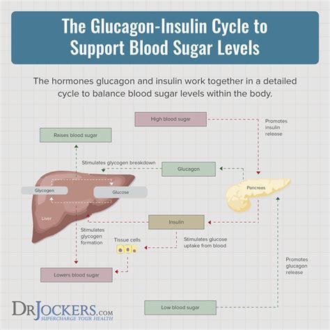 When blood sugar dips too low. Use Of Glucagon And Ketogenic Hypoglycemia / Top Pdf ...