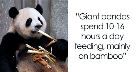 31 Facts About Pandas To Confirm Their Cuteness Bored Panda