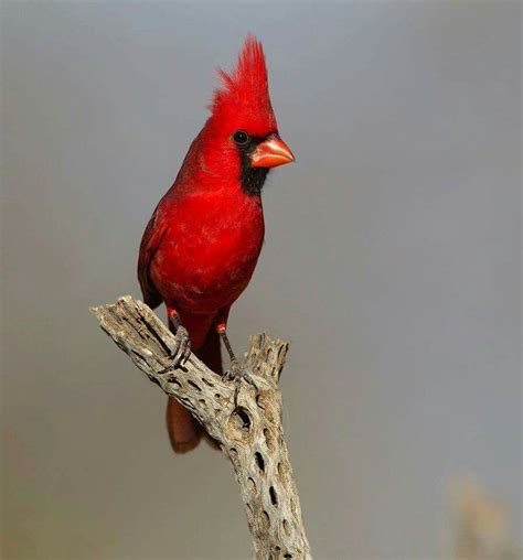 Rode Kardinaal Northern Cardinal Cardinalis Cardinalis In Arizona
