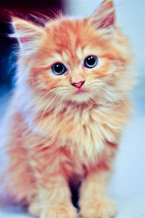 Cutypie Kitten Killing Kitty Cat Orange Blue Eyes Fluffy Cute