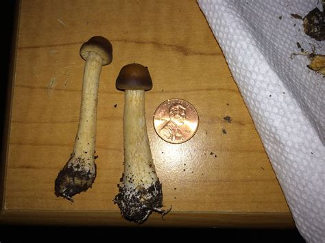 Need Help Id Mushrooms In Ohio Mushroom Hunting And Identification