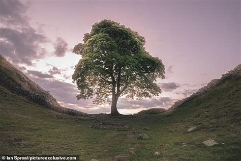 Famous Sycamore Gap Tree Is Cut Down Overnight Heartbreak At