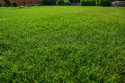 Lush Green Lawn On Sunny Day Closeup And Landscaping Stock Photo