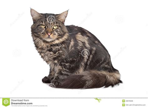 maine coon black tabby cat stock photo image  tabby furry