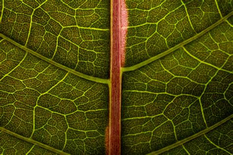 Green Leaf Red Stem Stock Photo Download Image Now Abstract
