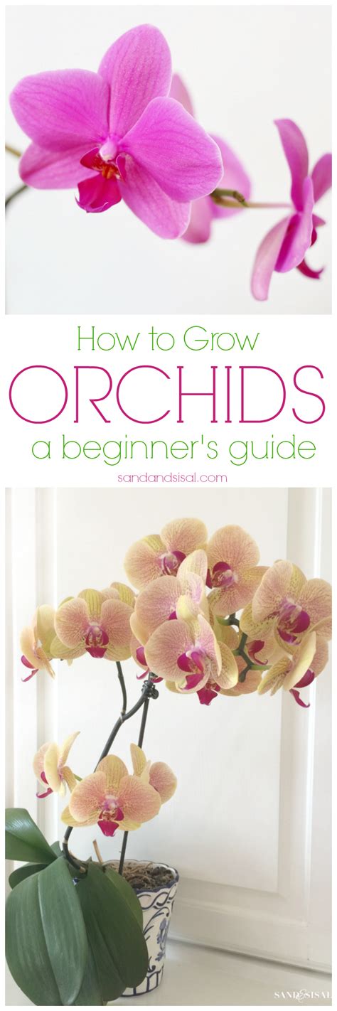 How To Grow Orchids A Beginners Guide Sand And Sisal