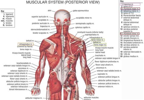 Explore this shoulder anatomy starter pack, which includes various video tutorials, quizzes, labeled diagrams, and articles. Diagram Of Shoulder Tendons Muscles Ligaments And Tendons Of The Human Back Nerd Pinterest (With ...