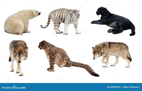 Set Of Carnivora Mammal Over White Stock Photos Image 24289323