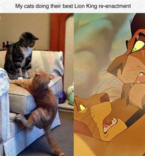 Angry Cat Meme Lion King