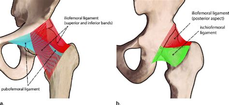 The hip muscles cover the hip joint as a muscle sheath. Ligaments of the hip. (a) Drawing of the anterior hip shows the... | Download Scientific Diagram