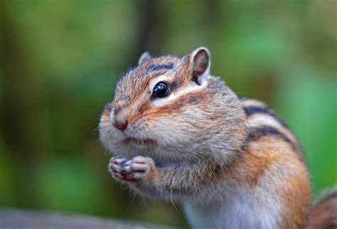 Chipmunk Facts 40 Facts About These Cute Critters