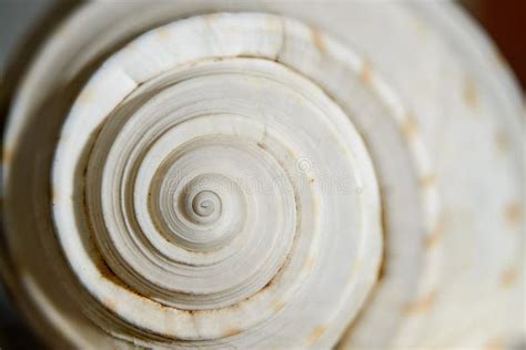 Sea Shell Spiral Stock Photo Image Of Macro Isolated 47152762