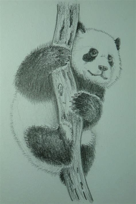 Baby Panda Pencil Drawing A Photo On Flickriver