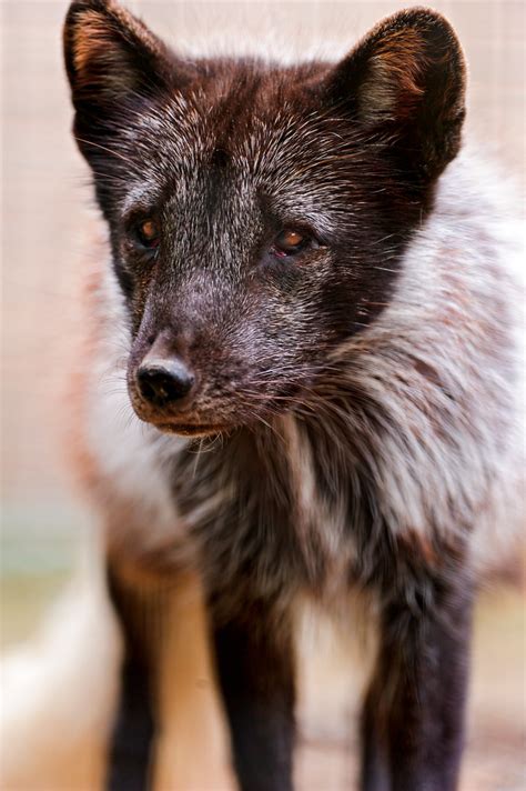 Black Arctic Fox Portrait Ii Another Arctic Fox You Can S Flickr