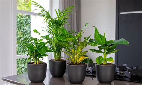 Lot De 4 Plantes Tropicales Dintérieur Groupon