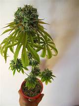 Marijuana Plant With Seeds Pictures