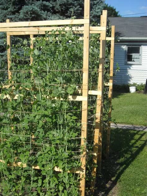 Simple Diy Peas Wooden Trellis Diy Garden Trellis Garden Trellis