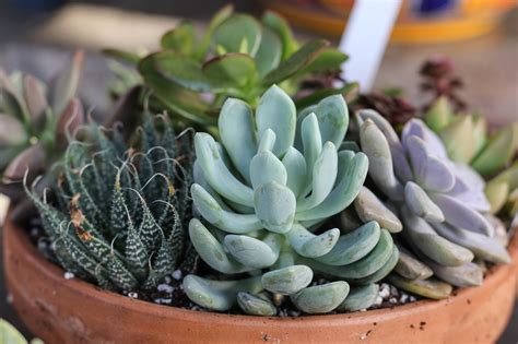 Succulent, any plant with thick fleshy tissues adapted to water storage. Succulent Care and Display Tips - New England Today