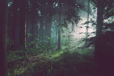 350 Stunning Forest Pictures Hq Download Free Images On Unsplash