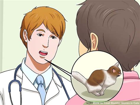 Bladder infections in cats can be prevented with homeopathy, a healthy diet, and sufficient water intake. 3 Ways to Treat Bladder Stones in Cats - wikiHow