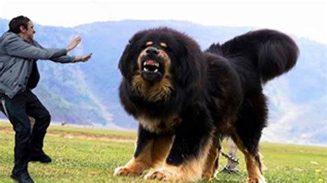 10 Most Dangerous Dogs Breeds In The World Killer Dogs