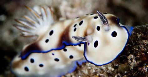 Sea Slug Grows New Penis After Every Sex Session Mirror Online