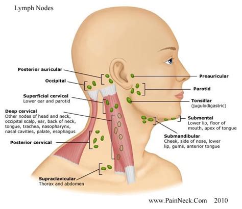 Photos of Lymph Nodes On Both Sides Of Neck