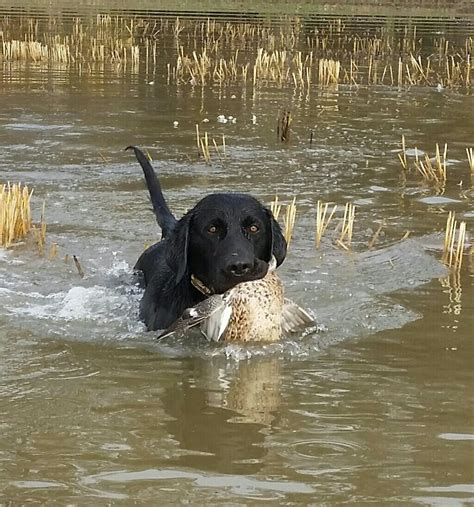 The goal of our breeding service is to ensure the positive performance traits the british labrador is known for. Rock Springs Labs - Lab Puppies for Sale in Alabama