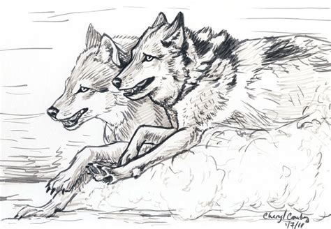 Wolf Pack Drawing At Explore Collection Of Wolf