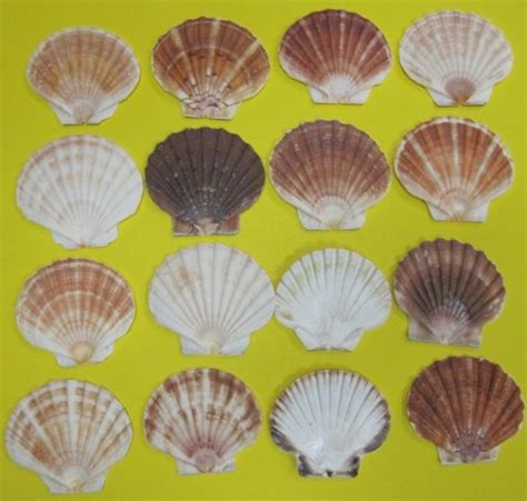 Wholesale Irish Flats Great Scallop Shells