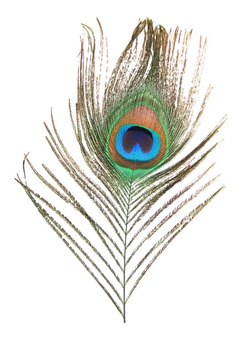Feather Peafowl Clip art - Peacock feather png download - 1218*1737 png image
