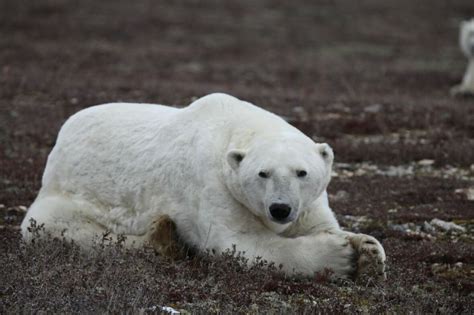 Churchill Polar Bear Cam Shares Amazing Live Footage Cbc News