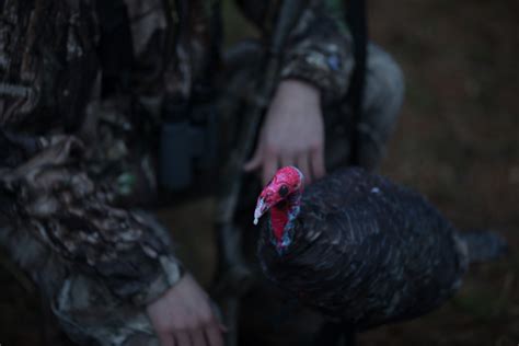 Fall Turkey Hunting Montana Decoy