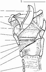 Larynx Cord Cartilage Spinal Conus Thyroid Coloring Trachea Throat Epiglottis Vocal Template Fold sketch template
