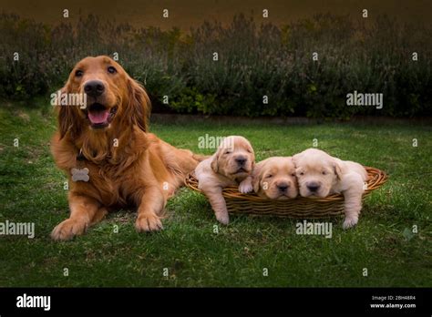 Golden Retriever Puppies High Resolution Stock Photography And Images