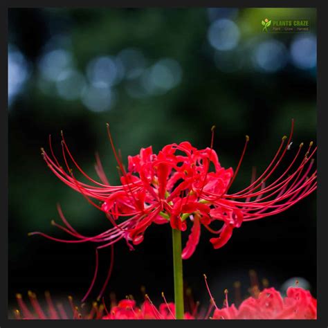 Does A Blue Spider Lily Exist In Real Life? Answer Deceives!