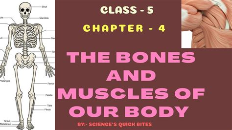 The Bones And Muscles Of Our Body Class 5 Chapter 4 Youtube