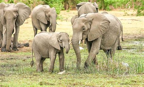 Die Nationalparks Der Elfenbeinküste Entdecken Discover Ivorycoast