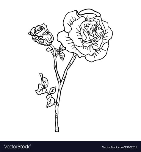 18 Vector Line Drawing Of Flower Background