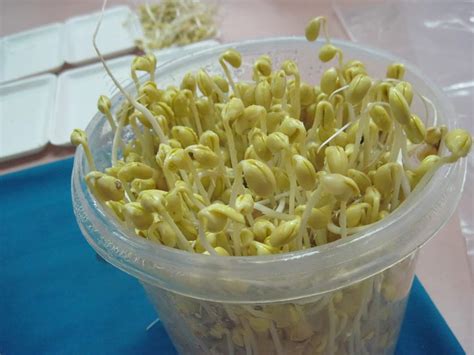 Oleh kerana nilai suapannya yang tinggi, kacang soya kacang (polong) mengandungi 1 hingga 5 biji warna kuning, hijau, coklat dan hitam berbentuk bujur. Tanam Taugeh Nak Pastikan Gemuk-gemuk, Ni Tipnya! - KELUARGA