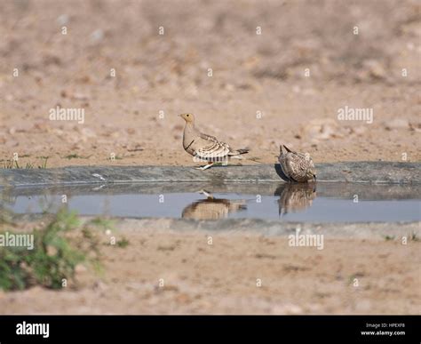Chestnut Bellied Sandgrouse In The Desert While Searching Water